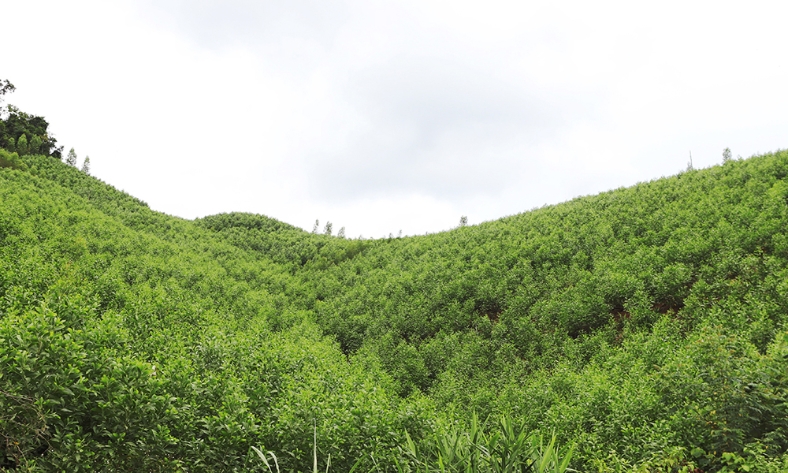  Phê duyệt, công bố kết quả điều tra rừng tỉnh Bắc Ninh